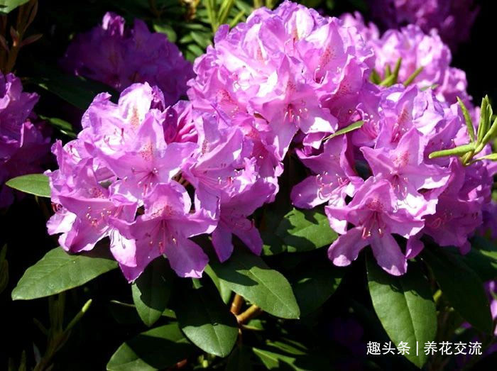 杜鹃花买回来掉花苞、掉叶子,很快变光杆,我总结几个养护的经验