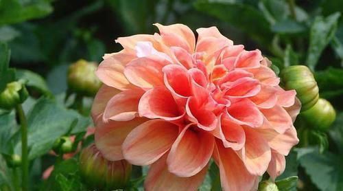 此花是世界名贵的花卉,有着大吉大利的寓意,不过也有黑暗的一面