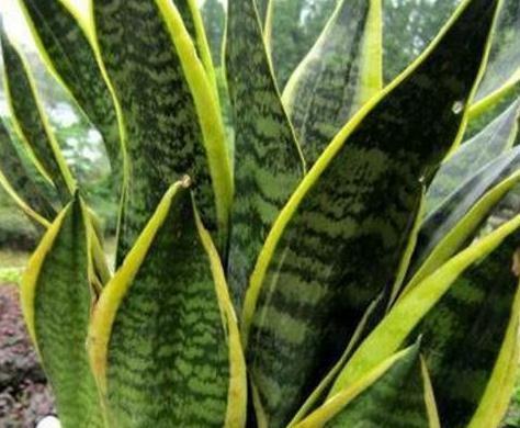 4种花就怕多浇水,烂根,黄叶多,很容易就浇死,你了解嘛