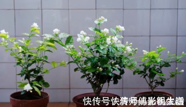 新手|养茉莉花有5个常见问题，对于新手来说，避免才能花开不断不黄叶