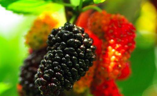 夏季|夏季以下水果要多吃,可美容养颜、减肥瘦身,保持皮肤充满弹性