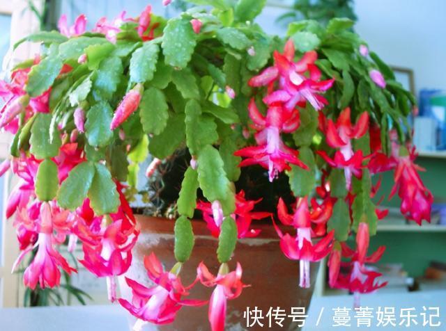 春季|4种花被称为“夏必死”,没有大棚环境,新手春季最好不要买