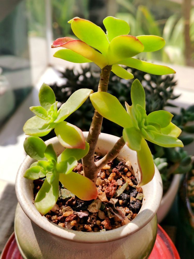 成长|与多肉一起走过的日子，见证多肉的成长过程！