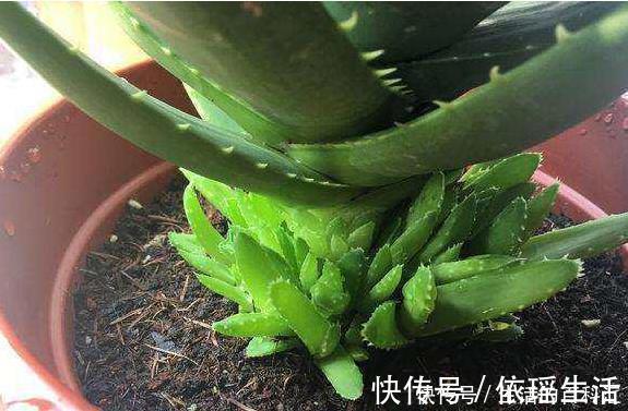 这四种绿植，十天半个月可以不浇水，爆芽、疯长到盆都装不下！