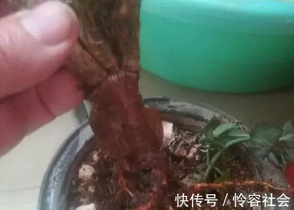 盆里扔2样东西,养花10年不烂根,叶子油光瓦亮,花苞挂满枝头