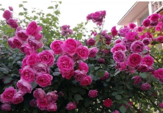 养月季花,多做关键1步,枝繁叶茂,花开不断,阳台变花海!