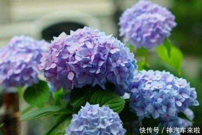 焦枯|养好绣球花,掌握这些“小技能”,花叶不焦枯,年年有花看