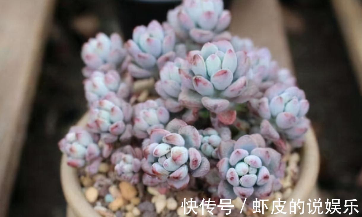 8种多肉植物,颜值高香味迷人,太喜欢了