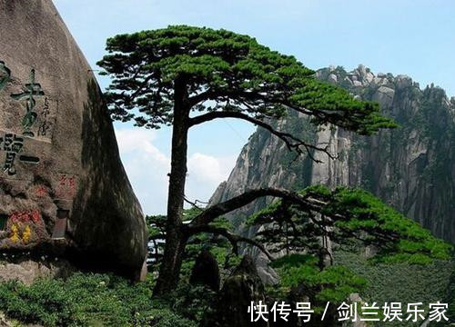 大红袍$中国价格最“贵”的两棵树一棵配备24小时警卫,一棵投保1个亿