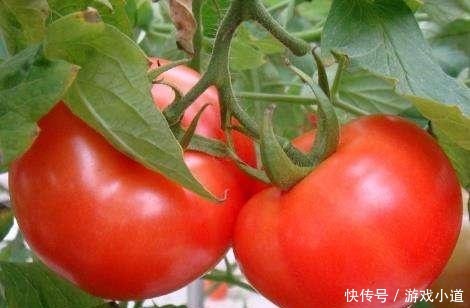 西红柿挑红色的还是粉色的菜农无意说漏嘴,30年的西红柿白吃了!