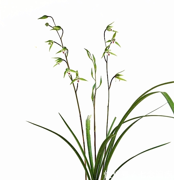 此兰是我国“独有”，古香古色，潇洒飘逸，放在客厅尽显大气