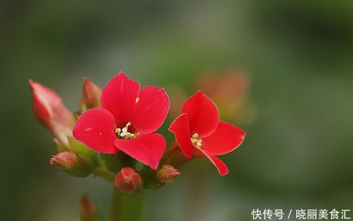 4种室内提升品位的植物,客厅摆上它,有档次