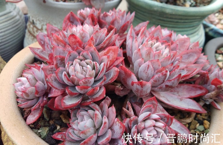 养群生多肉紫罗兰女王,季节交替、温度巨变,当多注意这4点