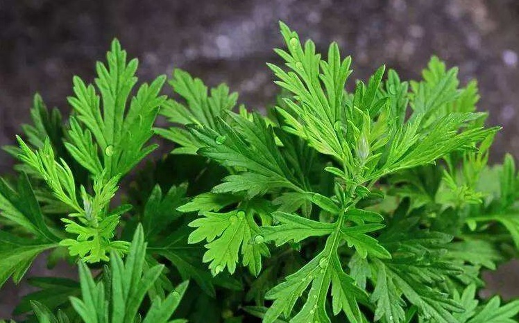 野菜|手脚冰凉别担心,一款野菜放心吃,看完赶紧学起来吧