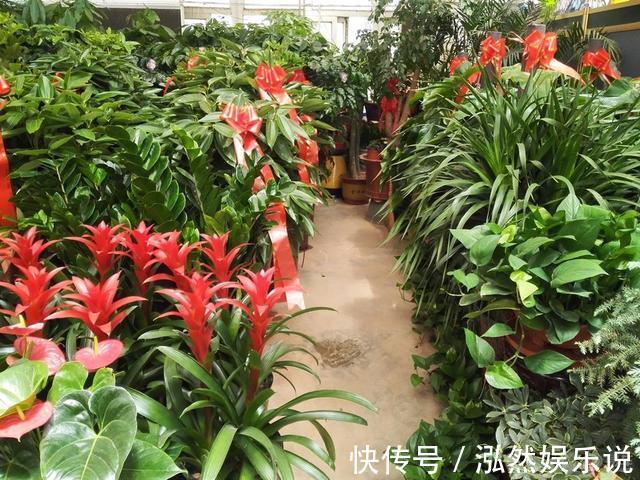 花苞|新买的盆栽养不活排除5个“雷”,养一盆旺一盆