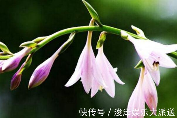 角落|室内“3种花”最见不得光,一放角落,叶绿、花苞钻,花开一大片