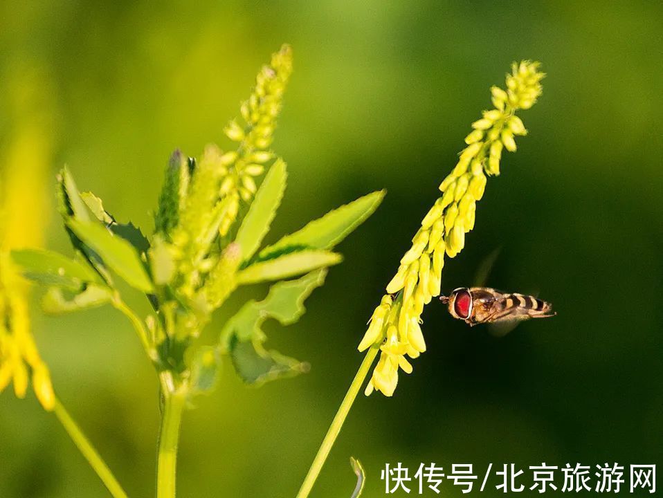 十渡|春已至，花绽放！这份房山赏花攻略请查收！