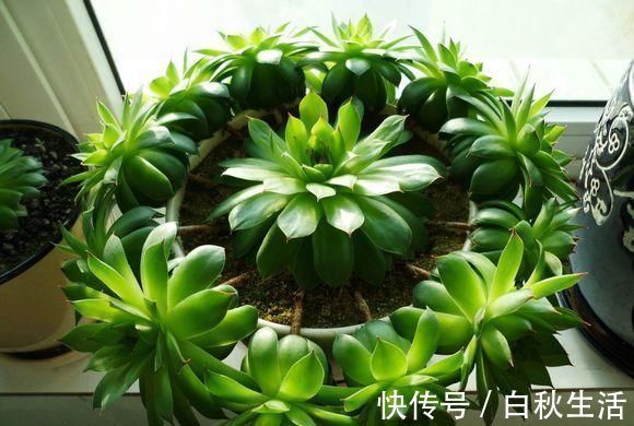 光叶子|多肉撸光叶子,呼呼冒出10个头,越虐长得越旺