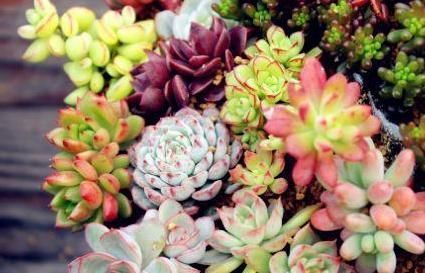 老花匠|养花浇水有讲究，老花匠用3种“套路”，叶片油绿，养1盆爆1盆