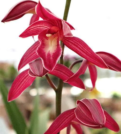  持久|花开浓香的精品兰花，花色比玫瑰还艳丽，香味浓郁持久，小草大花