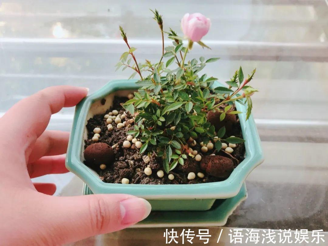 君子兰越小越值钱,养了4年,只有硬币大!