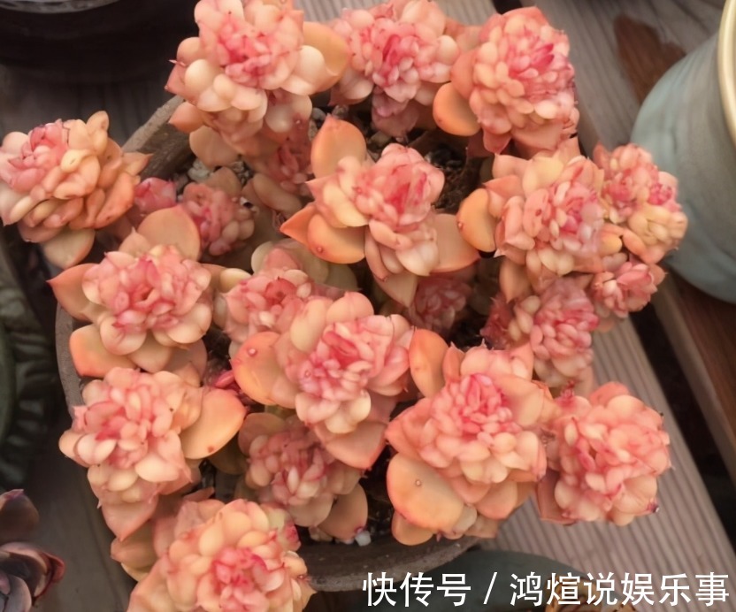 电器|渐入深秋,多肉盆栽不能再搁置在这几个地方了