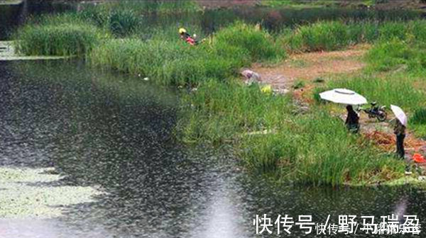 技巧|不要说肥水塘难钓,老钓友教你肥水塘垂钓技巧,连竿钓鱼不在话下