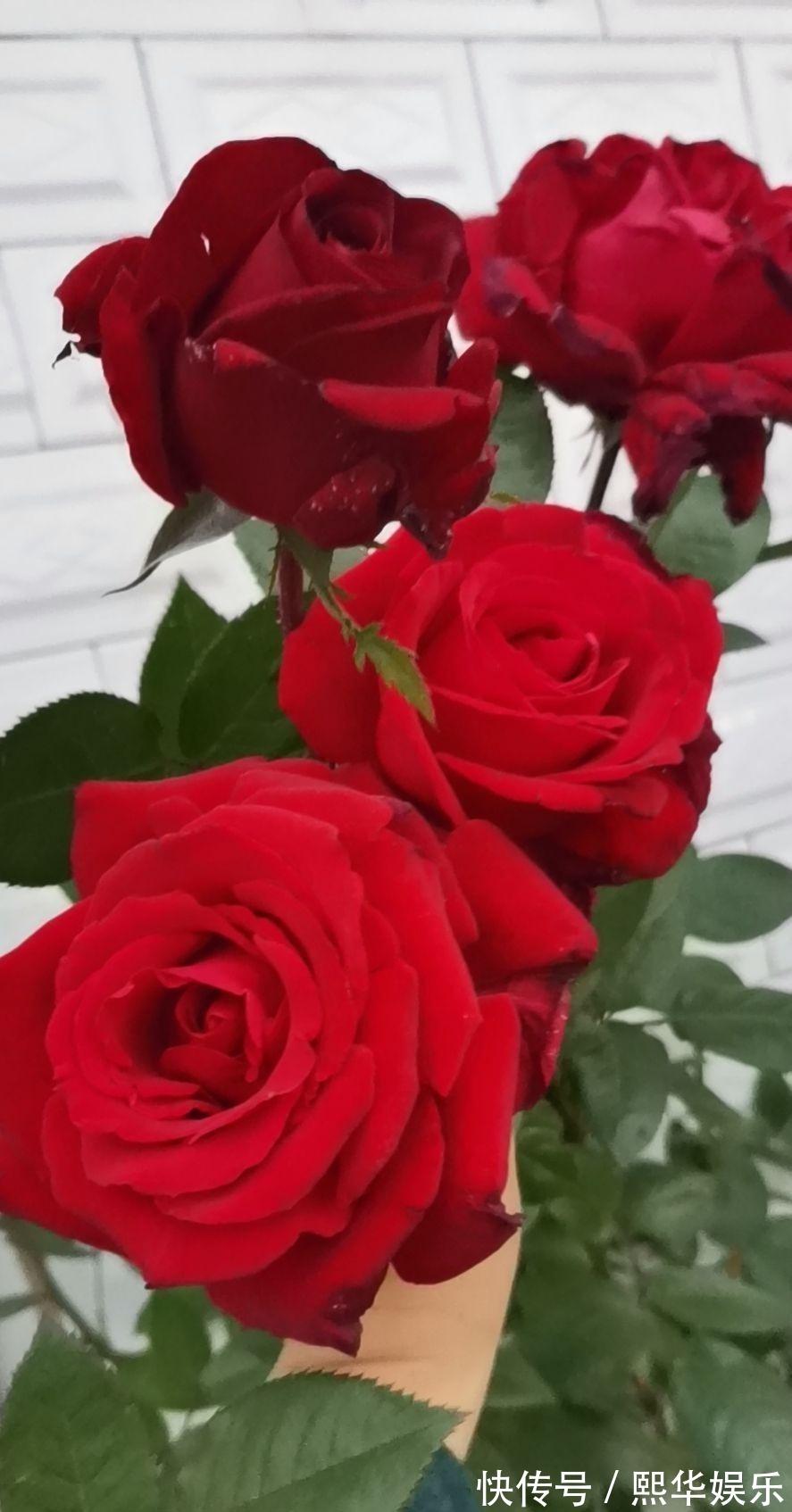 5种四季开花的植物,养一盆在家里,四季有花看