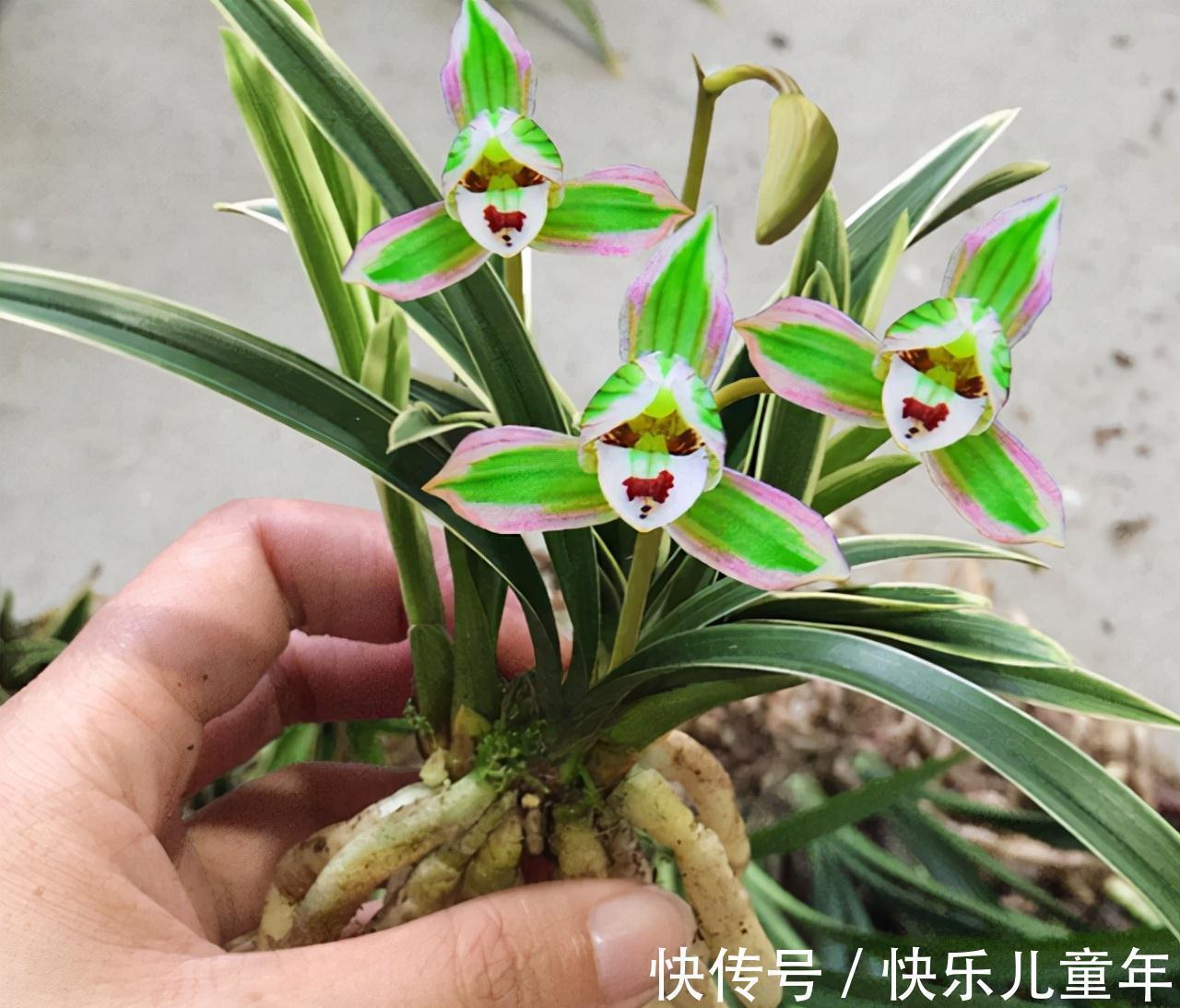 帝王妃|这种兰花极具帝王气息,花色奇特,兰香醇正,值得兰友们收藏