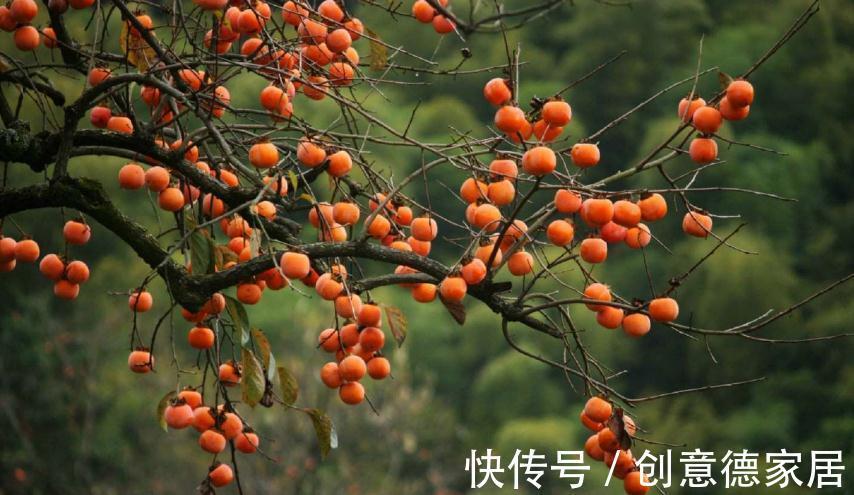 秋季|本周“霜降”,记得吃“3宝”,喝“3水”,准备温暖过冬