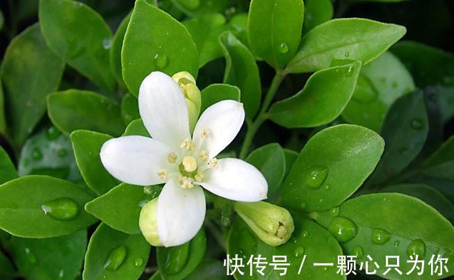 农历十月初一霜降后,养什么花?以下3种花,喜迎新春阖家欢乐