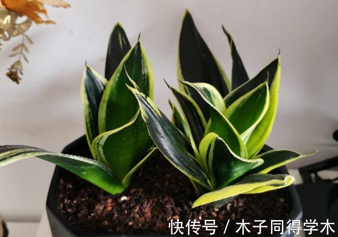 7种花,立秋后换盆,秋冬才能越养越好