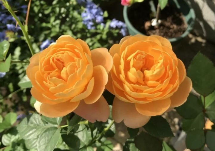 这花“便宜”又好养,给点光就“爆盆”,开花100天,像牡丹玫