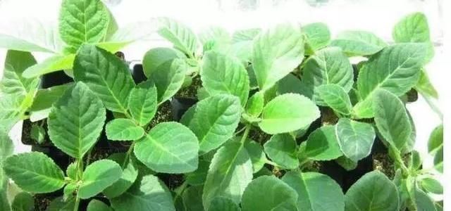 叶片|这2种花，碰掉个叶子掉盆里，自己长1盆，比绿萝吊兰好养100倍