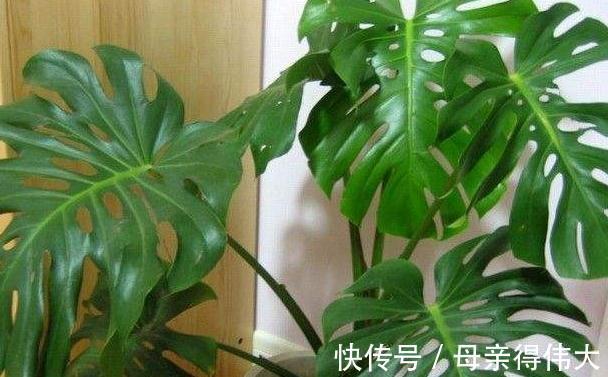 养龟背竹记住4点,开背早、不徒长,叶子一个比一个大