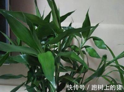 这四种过期药片可别扔了,兑水一浇,黄叶烂根都能治,花越长越旺!