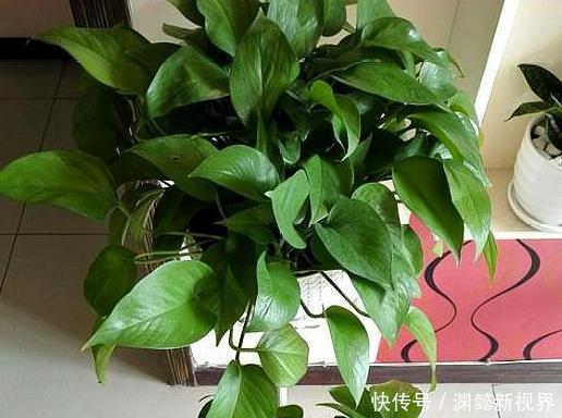 扦插绿萝谨记这4步简单操作,生根速度快、爆盆效果好!