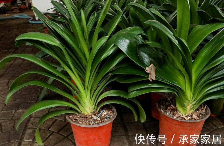秋季如何养君子兰不夹箭?注意4点,植株越长越旺盛