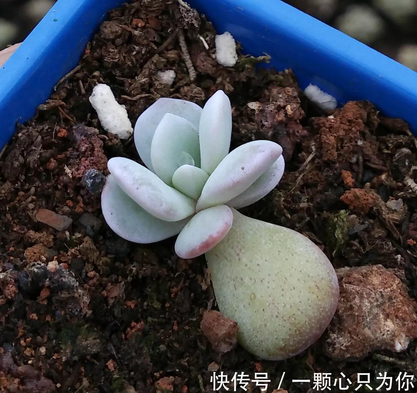 多肉中的贵货小仙女，颜值高，仙气足，你不要错过