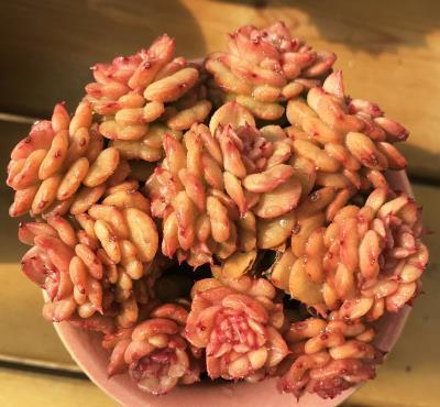 5种黄色系多肉,长出状态美极了,谁见了都夸美,值得拥有!