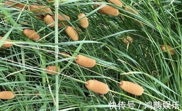 植物|在河边,有1种奇特的“植物”,被称为“香肠草”,殊不知珍贵!