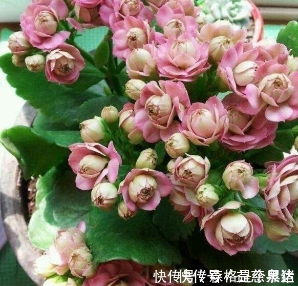 想要长寿|想要长寿多开花,盆里10天扔个“它”,花苞蹭蹭窜,不管也爆盆