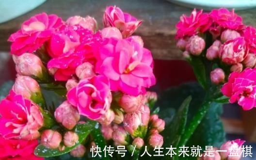 药片|长寿花“开花少”,一粒“小药片”丢下去,1盆长出60个花苞