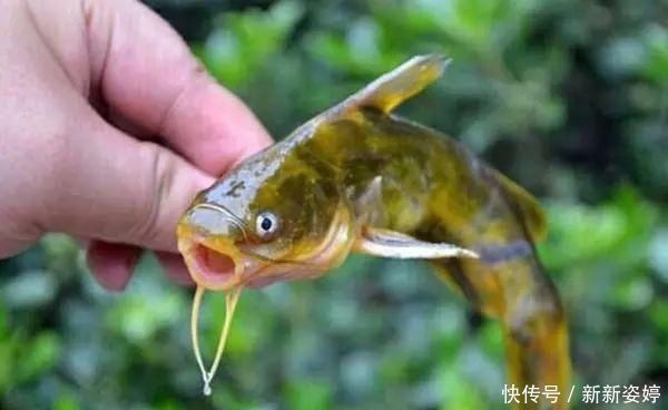 鱼钩|夏季钓黄颡鱼,这两种钓法很实用,钓法得当,渔获差不了