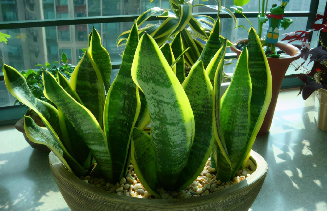 家有“3样废物”养花不用买肥料,知道为什么、该怎么用吗?