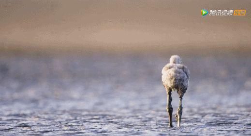 9.8分超惊艳，这神作终于不用找资源，我一口气看完5集