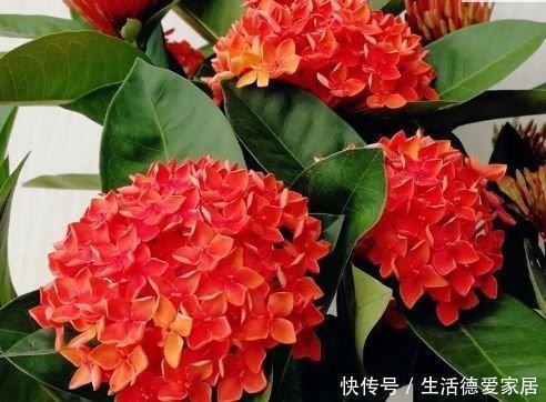  阳台养这几朵花，花开不断，开花幽香暗淡，花型圆滚惹人爱