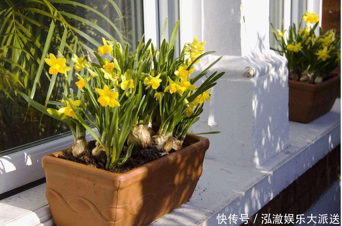 家中养花不要乱,6种“镇宅花”可以养,2种“破财花”不能养