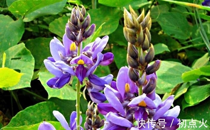 植物|农村随处可见的葛根,全身都是宝,常应酬喝酒的朋友一定要了解下