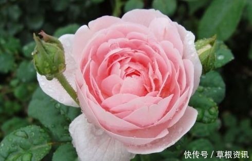 开花性|这几款花卉,高颜值易养活,花开繁盛,枝繁叶茂,开爆阳台变花园